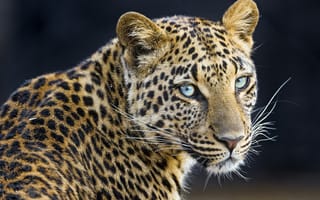 Картинка леопард, хищник, животные, дикая кошка