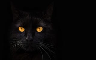 Картинка Черная кошка, желтые глаза, темнота