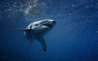 Картинка Акула, хищник, синее море