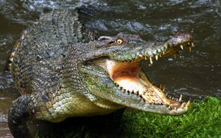 Картинка аллигатор, челюсти, голодный, крокодил