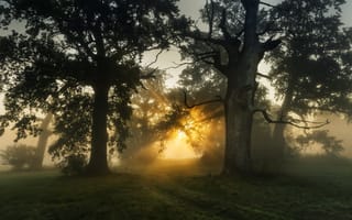 Картинка Robert Kropacz, пейзаж, туман, утро, деревья, лучи, солнце, природа, тропа