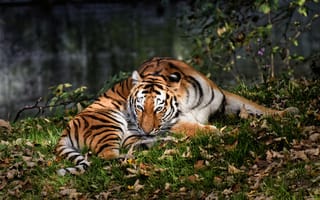 Картинка Тигр, Трава, Животные