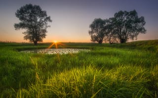 Картинка Антон Дмитриев, лучи, луг, солнце, закат, прудик, трава, деревья, природа, пейзаж