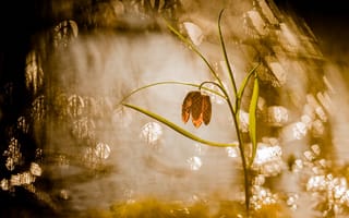 Картинка Трава, вода, цветок, солнечные лучи, туман