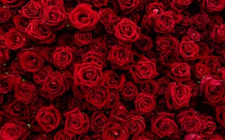Картинка Розы, цветы