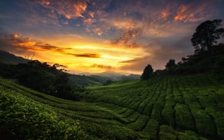 Картинка небо, закат, чай, Малайзия, холмы, плантация