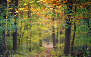 Картинка осень, лес, цвета, боке