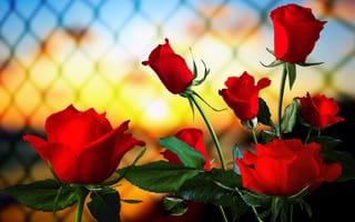 Картинка розы, забор, сетка, закат