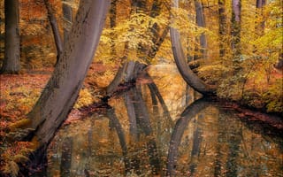 Картинка осень, отражение, канал, Нидерланды, пейзаж, деревья