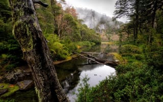 Картинка Чили, природа, туман, лес, пейзаж, речушка