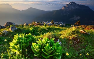 Обои трава, природа, альпы, Saint-Pierre-de-Chartreuse, камни, горы, пейзаж, растительность, Франция