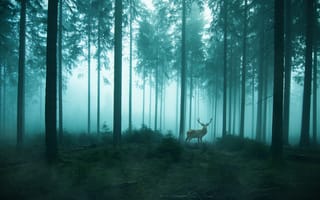 Картинка олень, лес, утро, ретушь, туман