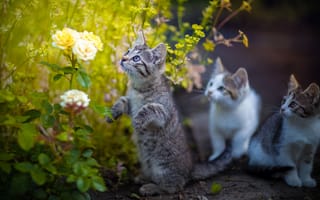 Картинка цветы, розы, стойка, Юрий Коротун, котята
