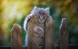 Картинка Юрий Коротун, забор, детёныш, мордочка, животное, котёнок
