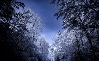 Картинка лес, снег, природа, деревья