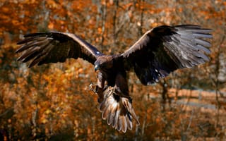 Картинка Adler, bird, птица, осень, raptor, хищник