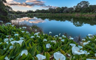 Картинка цветы, Реюньон, Piton de l Eau, озеро, Reunion, природа, каллы, пейзаж, парк, остров
