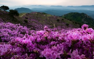 Обои пейзаж, природа, туман, холмы, горы, цветы, Южная Корея, рододендроны