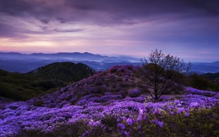 Картинка небо, природа, Южная Корея, тучи, пейзаж, горы, дерево, холмы, рододендроны
