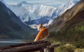 Картинка кот, снега, животное, Тамара Андреева, природа, горы, пейзаж, Алтай