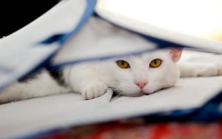 Картинка Белый, кот, отдых, жёлтые глаза, взгляд