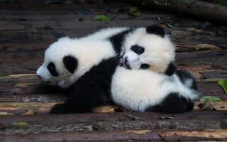 Картинка Маленькие панды, панды, милые животные, плюшевые мишки