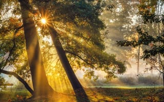 Картинка дерево, солнечные лучи, лес