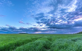 Картинка поле, трава, закат, горизонт