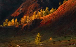 Картинка осень, коровы, пейзаж, Алтай, пастбище, горы, природа, деревья, Краси Матаров