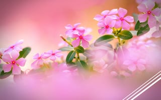 Картинка весна, розовое, нежность