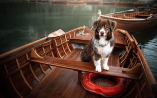 Картинка животное, лодка, спасательный круг, пёс, озеро, собака