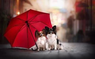 Картинка животные, зонт, пара, собаки, улица, папийон