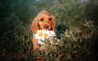 Картинка природа, Екатерина Кикоть, цветы, собака, щенок, ромашки, лето, животное