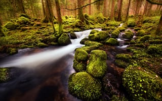 Картинка природа, Robert Didierjean, мох, ручей, лес, камни