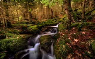Картинка осень, листья, лес, ручей, мох, камни, Robert Didierjean