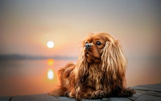 Обои солнце, собака, животное, Екатерина Кикоть, природа, пёс, закат