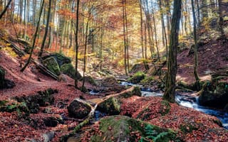 Картинка природа, осень листья, лес, ручей