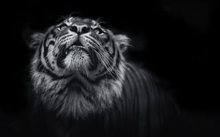Картинка тигр, monochrome, животные, черный и белый