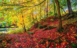Картинка осень, листья, природа, деревья