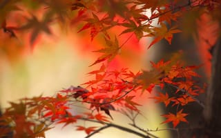 Картинка осень, ветка, японский клен, клен, дерево, листья