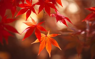 Картинка осень, дерево, клен, листья, японский клен