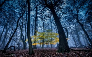 Картинка осень, ночь, деревья, пейзаж