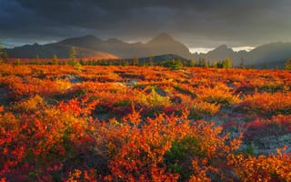 Картинка осень, природа, кустарники, растительность, горы, Владимир Рябков, пейзаж, туман, плато, Колыма