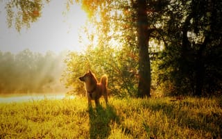 Картинка собака, осень, свет, солнце, трава, деревья