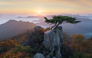 Картинка облака, заповедник, пейзаж, утро, природа, дерево, рассвет, бонсаи, горы, Корея, сосна