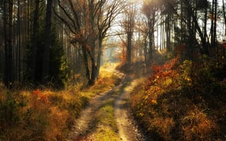 Картинка дорога, пейзаж, деревья, природа, Radoslaw Dranikowski, утро, лес