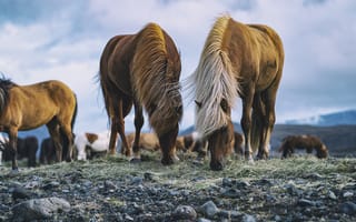 Картинка Icelandic horse, wildlife, field, Icelandic Pony, Iceland, horses