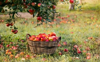 Картинка яблоня, плоды, урожай, яблоки