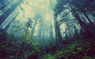 Картинка деревья, утро, туман, природа, лес