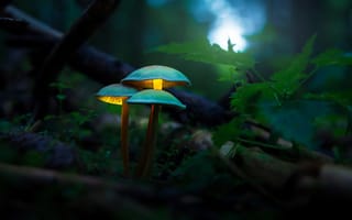 Картинка Светящиеся, грибы